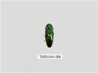 藏品(菲律賓產昆蟲)的圖片